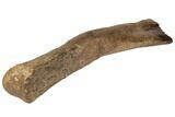 Partial, Hadrosaur (Edmontosaurus) Fibula - South Dakota #192646-2